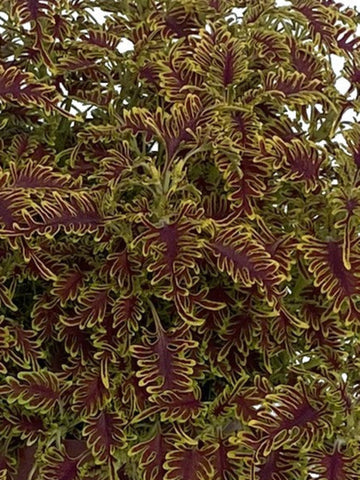 SUNPATIENS COMPACT  'WHITE'
