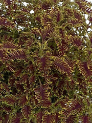COLEUS SKELETAL