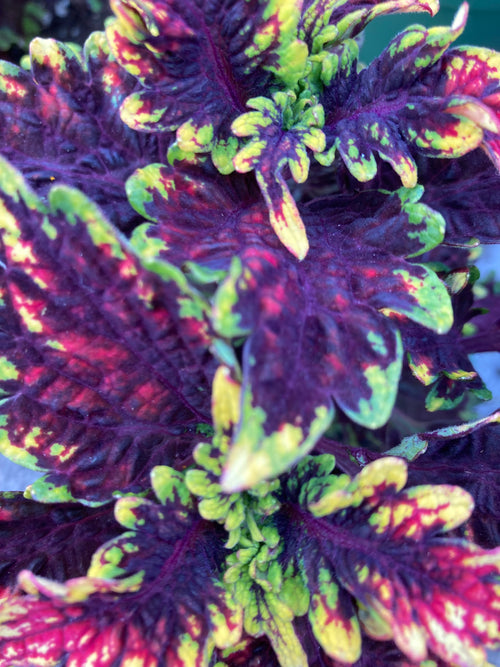 COLEUS GOLDEN GATE