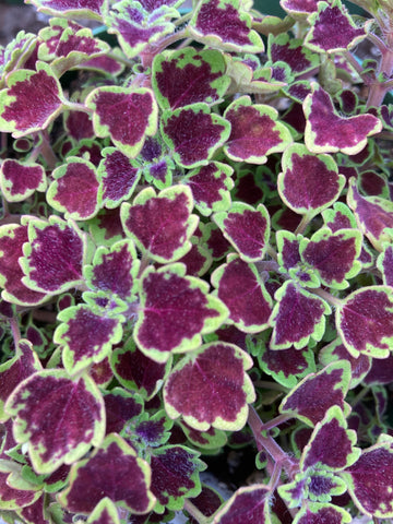 GERANIUM REGAL(MARTHA WASHINGTON) 'ELEGANCE ROYALTY WHITE'