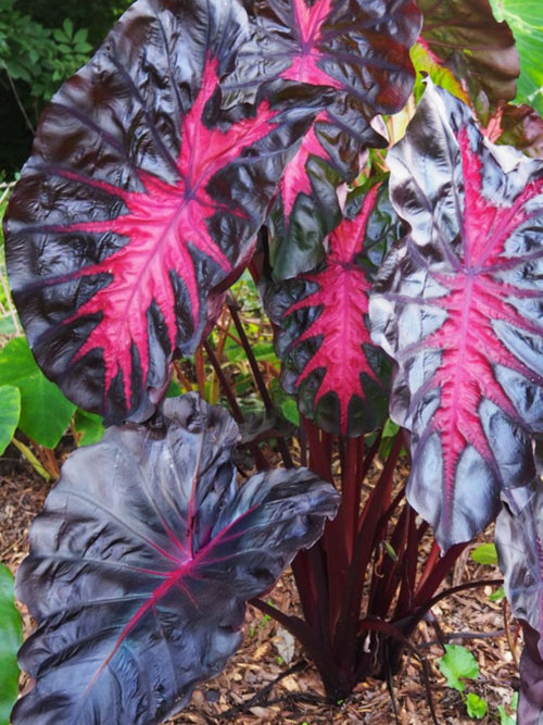 COLOCASIA REDEMPTION