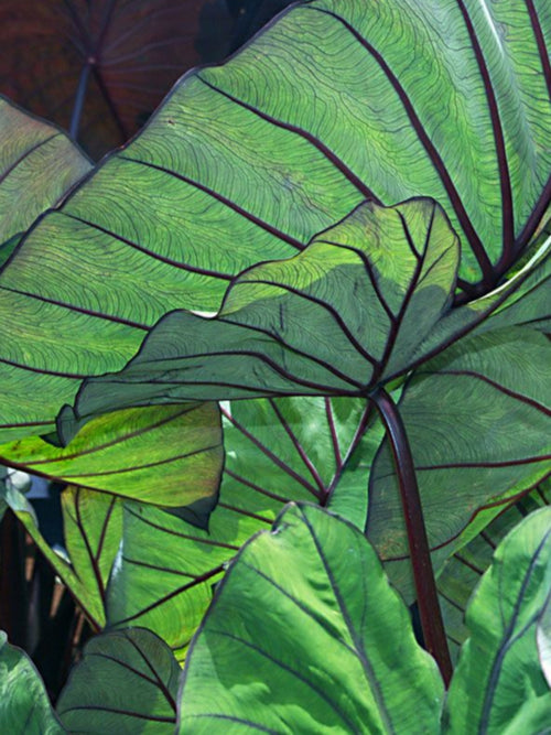 COLOCASIA BLUE HAWAII