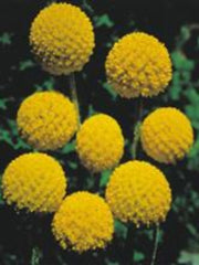 CRASPEDIA 'GOLF BEAUTY'