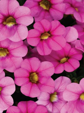 BEGONIA BOLIVIENSIS 'PINK'