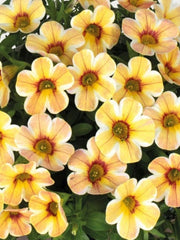 CALIBRACHOA 'CARAMEL'