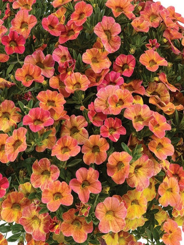 BEGONIA BOLIVIENSIS 'PINK'