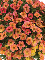 CALIBRACHOA 'SUNRISE'