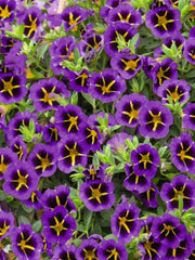 CALIBRACHOA TIK TOK 'BLUE'