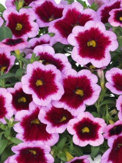 CALIBRACHOA HULA PINK