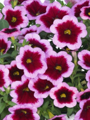 CALIBRACHOA HULA PINK