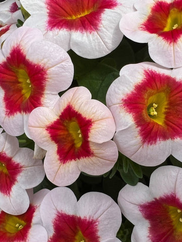 BEGONIA BOLIVIENSIS 'PINK'