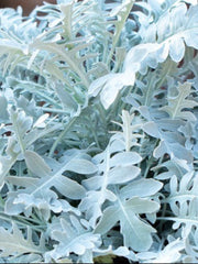 CENTAUREA CHROME FOUNTAIN