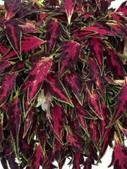 COLEUS ALL THAT LAVA