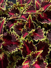 COLEUS QUEEN