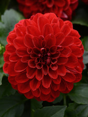 DAHLIA DALAYA 'VAMPIRE'