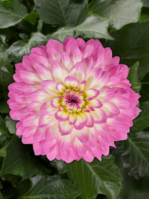 DAHLIA VENTI 'PINK AND WHITE'