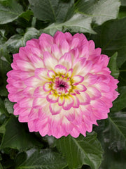 DAHLIA VENTI 'PINK AND WHITE'
