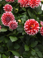 DAHLIA VENTI 'RED AND WHITE'
