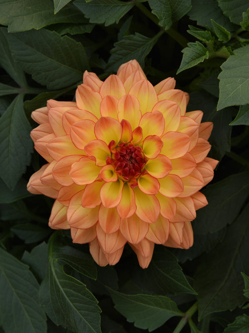DAHLIA VENTI 'TEQUILA SUNRISE'