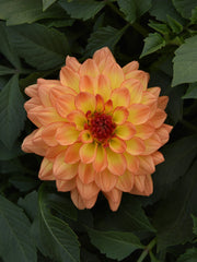 DAHLIA VENTI 'TEQUILA SUNRISE'