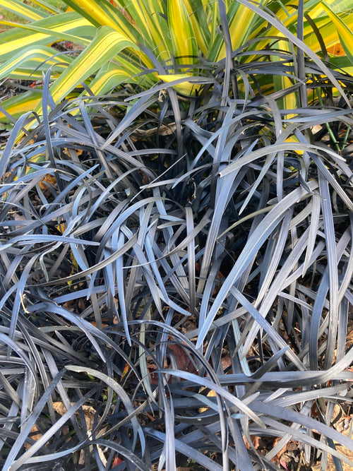 OPHIOPOGON PLANISCAPUS 'NIGRESCENS'