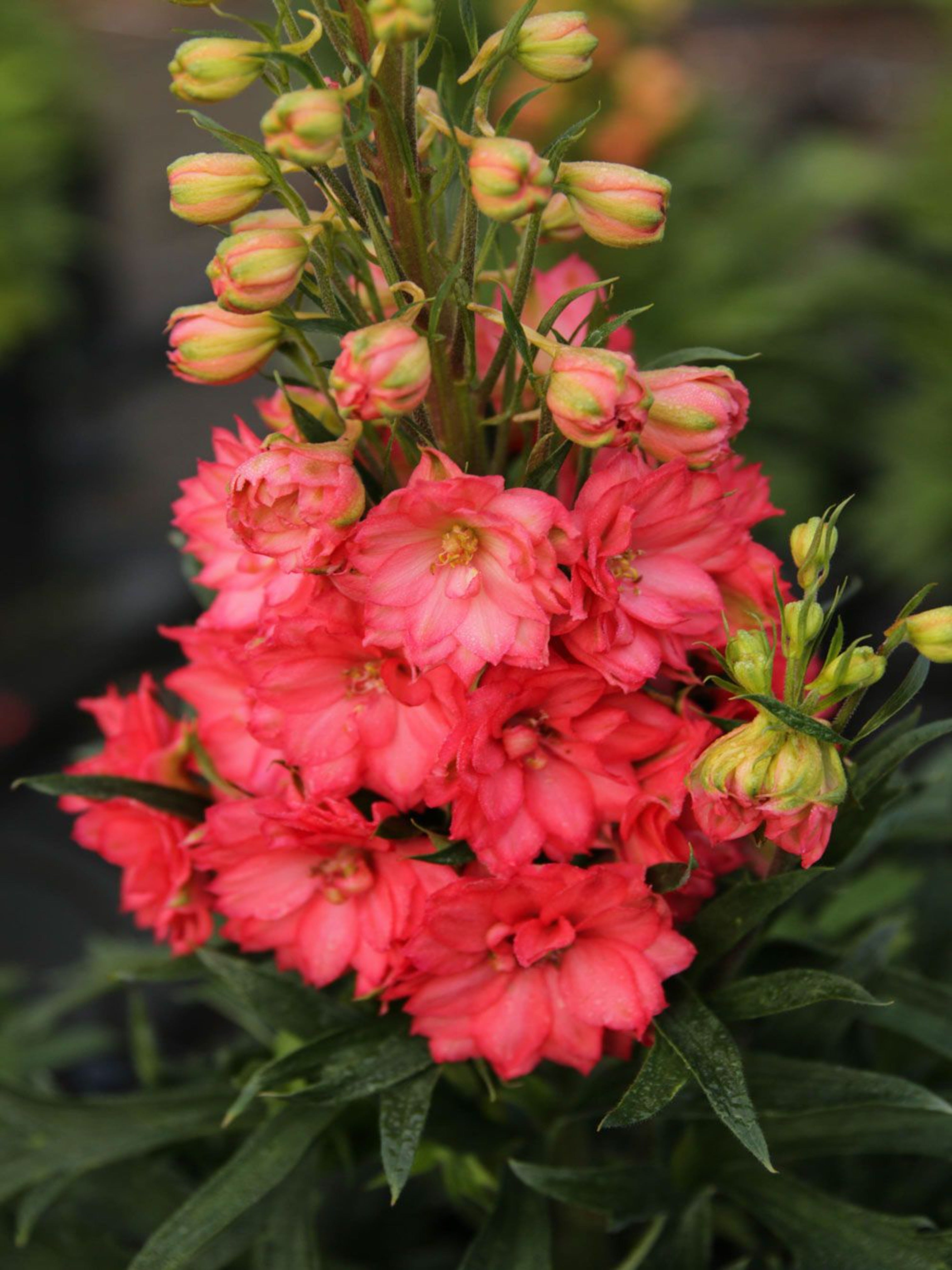 Red Lark DELPHINIUM 'RED LARK' – Horlings Plants