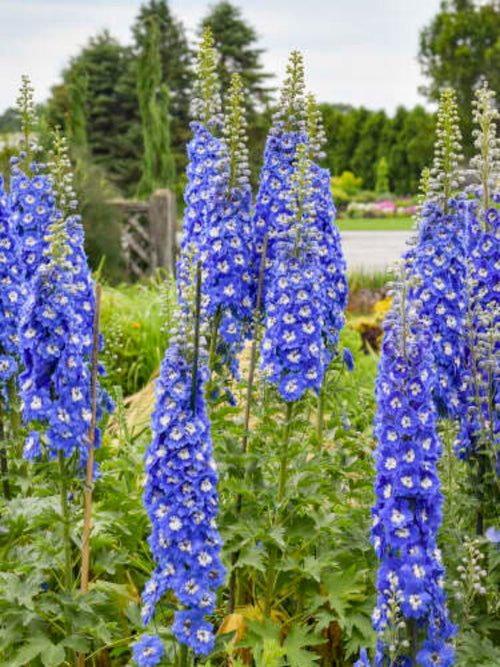 DELPHINIUM 'COBALT DREAMS'