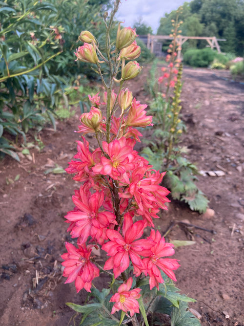 DELPHINIUM 'RED LARK'