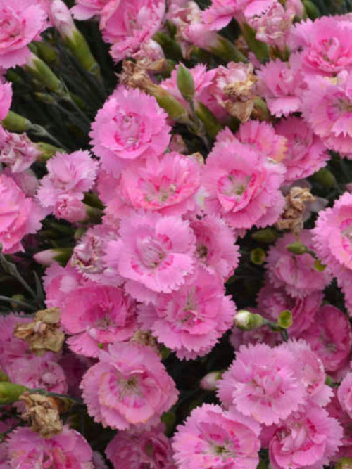 DIANTHUS SWEETIE PIE