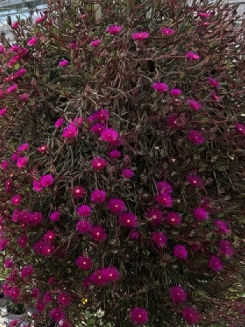 DELOSPERMA 'DESERT DANCER PURPLE'