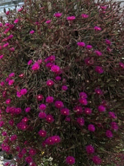 DELOSPERMA 'DESERT DANCER PURPLE'