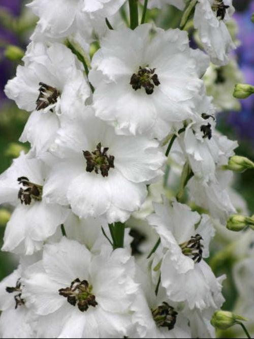 DELPHINIUM BLACK EYED ANGELS