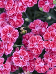 DIANTHUS RED ROUGE