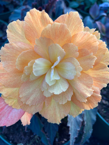 BEGONIA NONSTOP TUBEROUS 'YELLOW RED BACK'