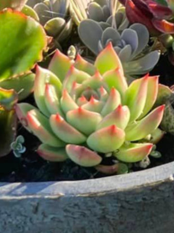 SUCCULENT ECHEVERIA 'SUBSESSILIS BLUE'