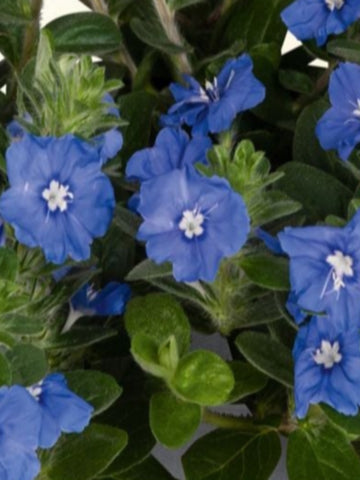 EUPHORBIA 'STARBLAST SNOWDRIFT'