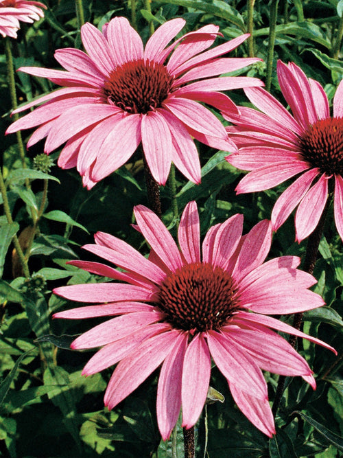 ECHINACEA 'MAGNUS'
