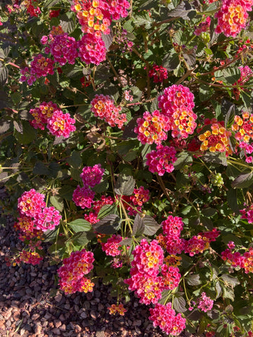 VERBENA VANESSA TOP DEEP PINK