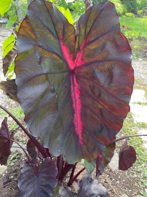 COLOCASIA 'REDEMPTION'