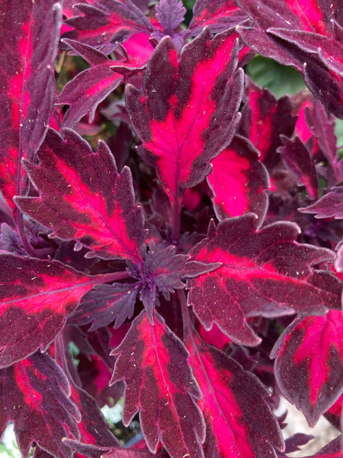 COLEUS DOWNTOWN ROYALTY