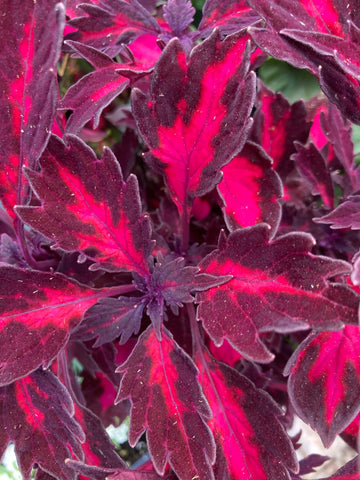 COLEUS 'INFERNO'