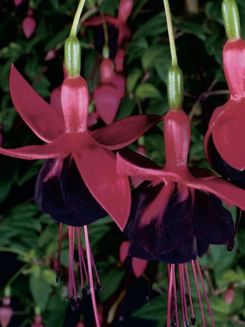 FUCHSIA MILLENIUM