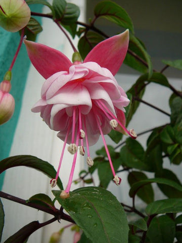 BEGONIA NONSTOP TUBEROUS 'YELLOW RED BACK'