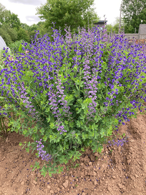 BAPTISIA AUSTRALIS ‘BLUE’