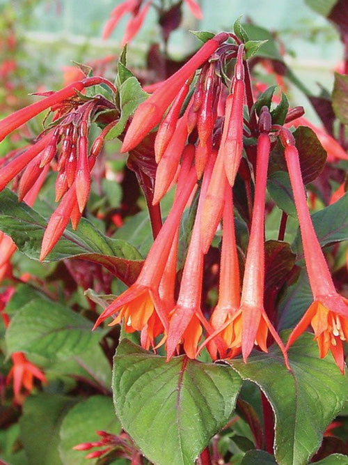 FUCHSIA GARTENMEISTER