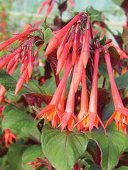 FUCHSIA GARTENMEISTER