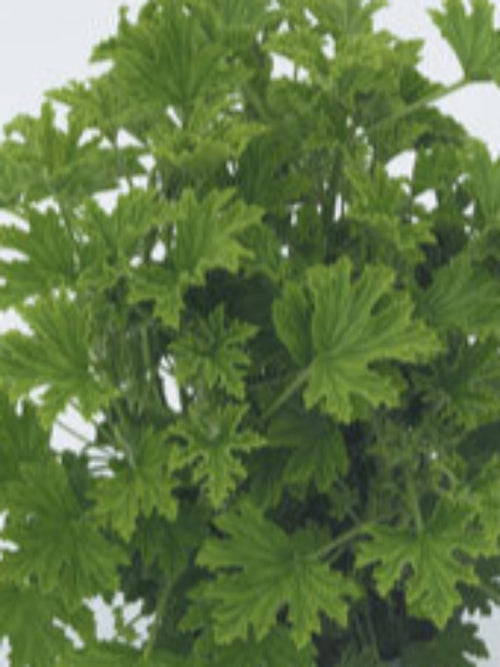 GERANIUM (PERLARGONIUM) CITRONELLA