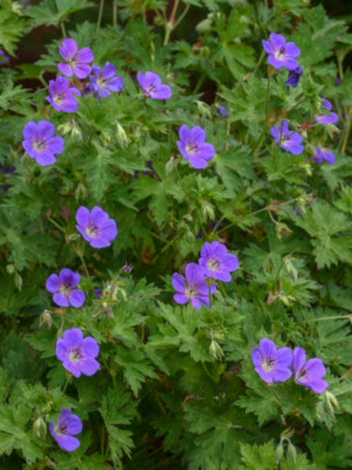 GERANIUM 'ROZANNE'