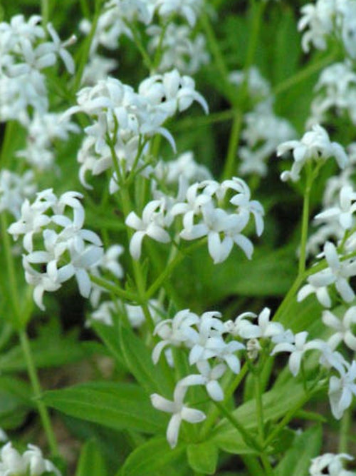 GALIUM ODORATUM