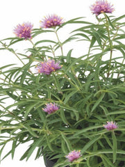 GOMPHRENA FIREBALL PINK